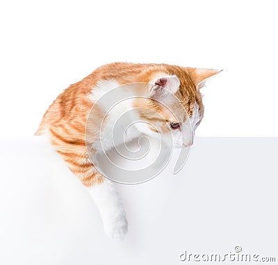 Cute kitten with empty board. Stock Photo