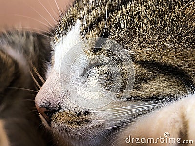 Portrait of sleeping tabby cat kitten Stock Photo