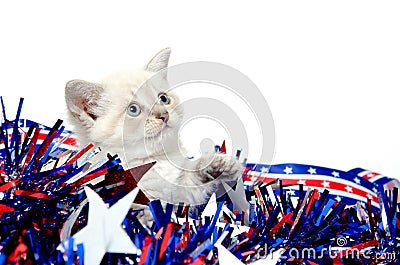 Cute kitten with Fourth of July decorations Stock Photo