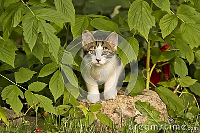 Cute kitten in the garden Stock Photo