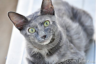 Cute Kitten, grey color and green eyes cat is looking in the camera Stock Photo