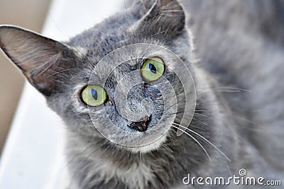 Cute Kitten, grey color and green eyes cat is looking in the camera Stock Photo