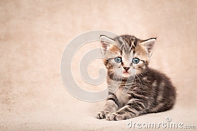 Cute kitten with innocent eyes lying on a beige bedspread with copy space Stock Photo