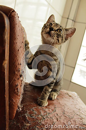 Cute kitten looking up looks like a little tiger Stock Photo