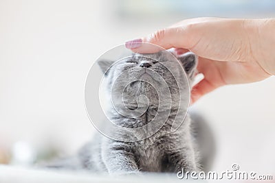 Cute kitten loves being stroked by woman`s hand Stock Photo