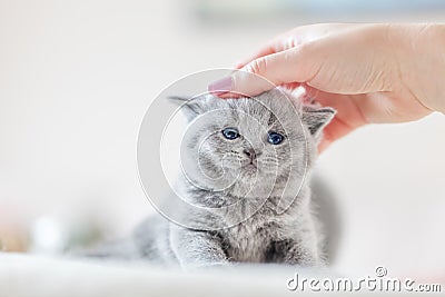 Cute kitten loves being stroked by woman`s hand Stock Photo