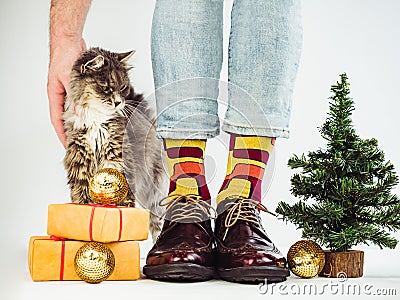 Cute kitten and men's legs in colorful socks Stock Photo