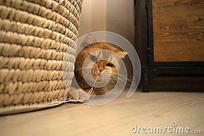 Cute kitten playing in the room with a rope, close-up photo. exotic short hair cat Stock Photo