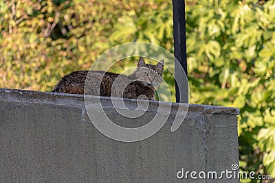 Cute kitten rest on the balcony under the shadow Stock Photo