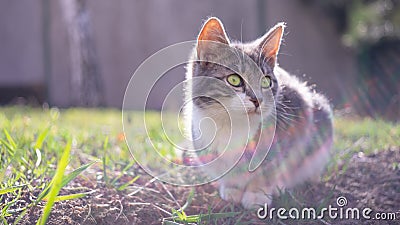 Cute kitten rest on green grass in a sunny garden Stock Photo