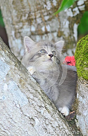 Cute kitten rest on the tree Stock Photo