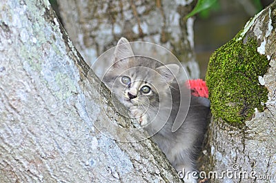 Cute kitten rest on the tree Stock Photo