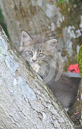 Cute kitten rest on the tree and look at camera Stock Photo