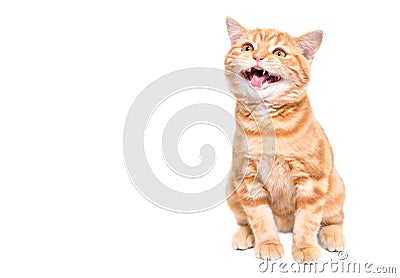 Cute kitten Scottish Straight meows Stock Photo