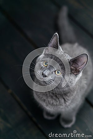 Cute kitten sitting. Stock Photo