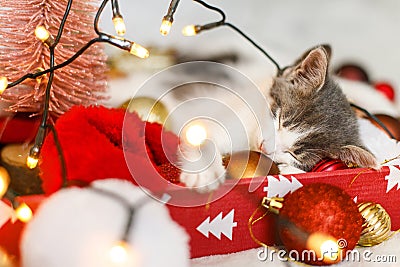 Cute kitten sleeping on cozy santa hat with red and gold ornaments with warm festive lights Stock Photo