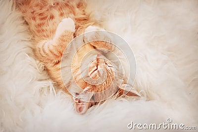 Cute, kitten is sleeping and smiling on a fur blanket. Concept cozy Hyugge and good morning. Stock Photo