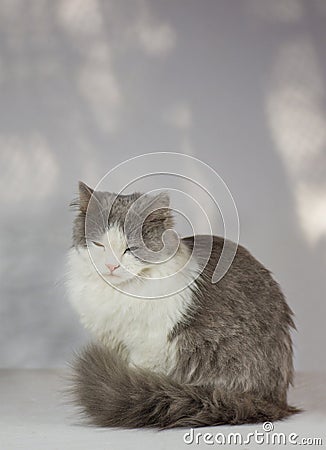 Gray cat sleeping in the house. Cat on a white background Stock Photo