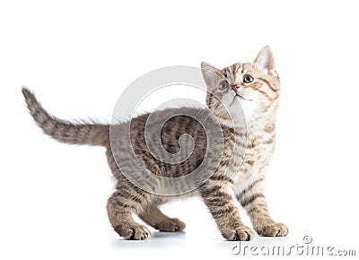 Cute cat kitten standing profile side view over white background cutout Stock Photo