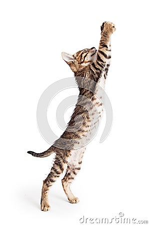 Cute Kitten Standing Reaching Paws Up Stock Photo