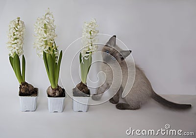 Cute kitten and three hyacinth in flower pots Stock Photo