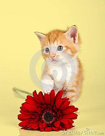 Cute kitten toughing a red flower Stock Photo