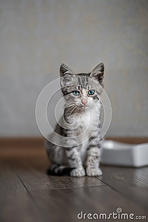 Cute kitten waiting Stock Photo