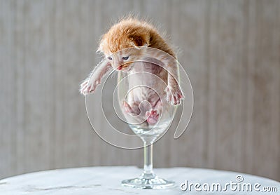 Cute Kitten in Wine Glass with textured background Stock Photo