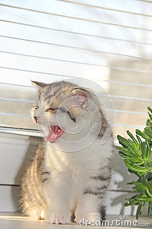 Cute kitten yawns while sitting on a window. Stock Photo