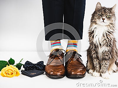 Cute kitten, rose and wedding rings Stock Photo