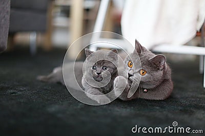 Cute kittens British Shorthair on the carpet Stock Photo