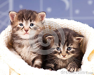 Cute kittens Stock Photo