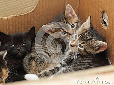 Cute kittens lying together in a cardboard box Stock Photo