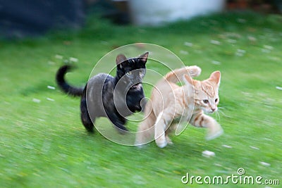 Cute kittens playing Stock Photo