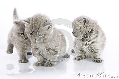 Cute kittens playing Stock Photo