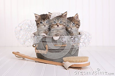 Cute Kittens in Washtub Getting Groomed By Bubble Bath Stock Photo