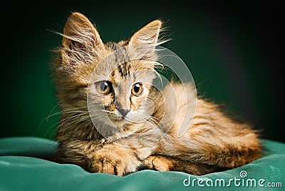 A cute kitty Stock Photo