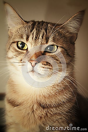 Cute kitty Stock Photo