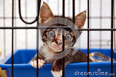 Cute kitty in cage Stock Photo