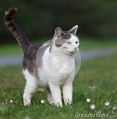 Cute kitty cat Stock Photo