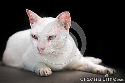 Cute kitty cat on black studio Stock Photo