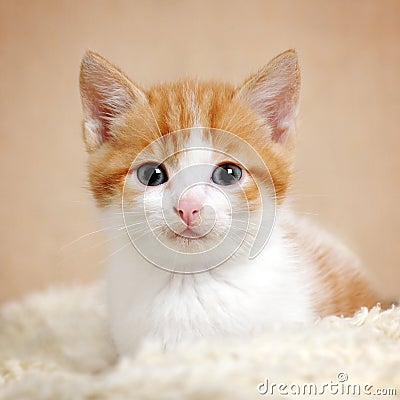 Cute kitty Stock Photo