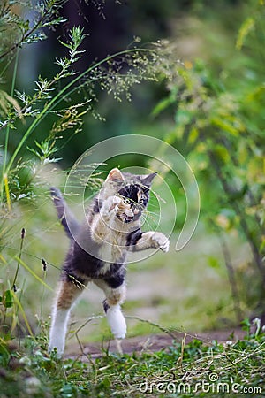 Cute kitty in hunting game Stock Photo