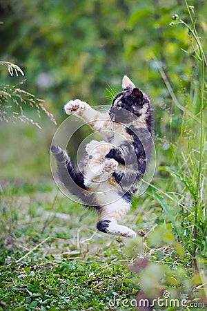 Cute kitty in karate style jump Stock Photo