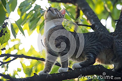 Cute kitty. outbred cat on branches. domestic animal and pet. concept of vet and veterinarian. purebred and pedigreed Stock Photo