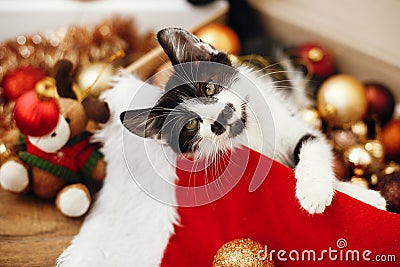 Cute kitty playing with red and gold baubles in box, ornaments a Stock Photo
