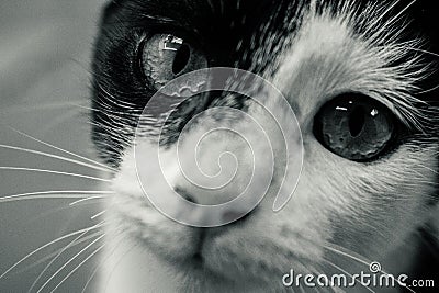 Cute kitty Stock Photo