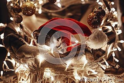 Cute kitty in santa hat sitting in basket with lights and ornaments under christmas tree in festive room. Merry Christmas concept Stock Photo