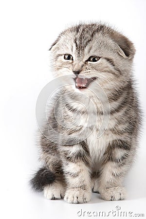 Cute kitty Scottish Fold cat meows Stock Photo