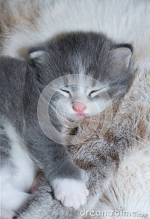 Cute kitty sleeping Stock Photo